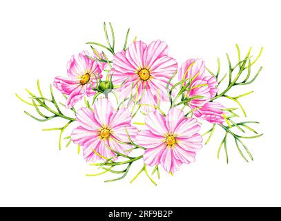 Bouquet di fiori COSMOS isolato su sfondo bianco. I fiori cosmici ad acquerello disegnati a mano. Fioritura per la progettazione di imballaggi, schede, inviti, ecc. Foto Stock