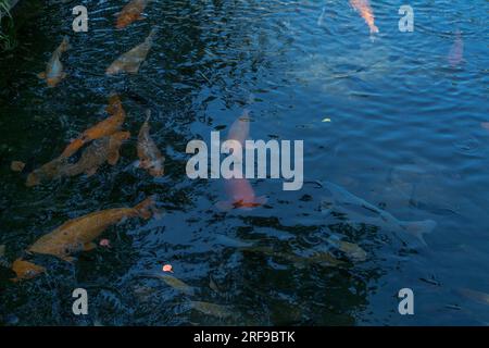 Pesci Koi in acqua, Bali Foto Stock