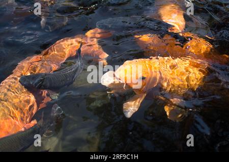 Pesci Koi in acqua, Bali Foto Stock