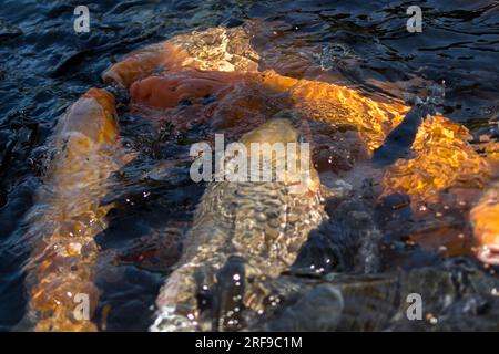 Pesci Koi in acqua, Bali Foto Stock