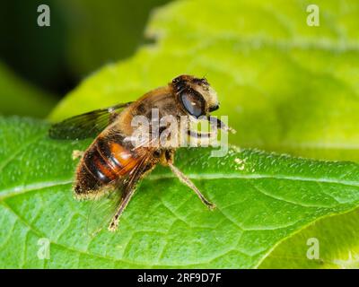 Polline ricoperto femmina hoverfly, Eristalis tenax, comune mosca con droni, in un giardino del Regno Unito Foto Stock