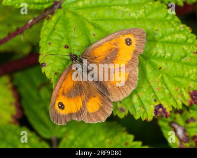 L'ala danneggiò la farfalla del gatekeeper britannico, Pyronia tithonus, appoggiata con le ali sparse Foto Stock