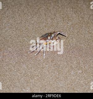 Un granchio fantasma nascosto di notte su una spiaggia di sabbia nella Sicilia orientale, Italia Foto Stock