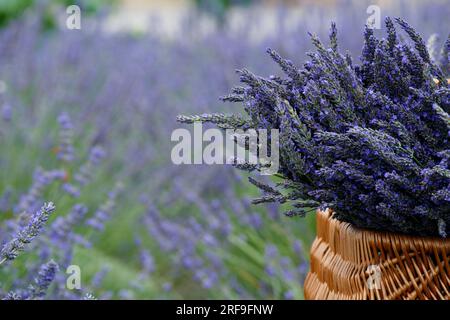 Grandi mazzi di lavanda in un cestino di vimini su un campo di lavanda Foto Stock