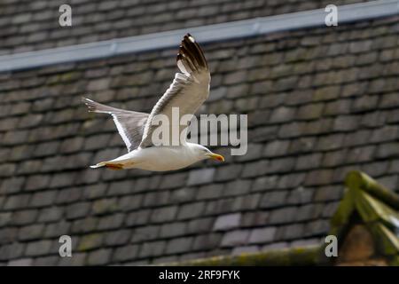 Un Herring Gull (gabbiano) vola sopra Castelhill vicino al Castello di Edimburgo, Edimburgo, Scozia, Regno Unito Foto Stock