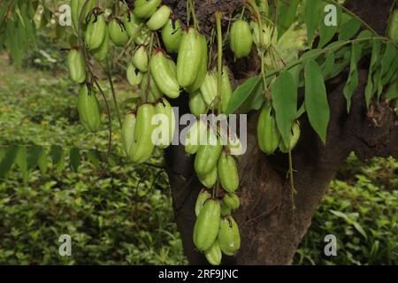 Averrhoa bilimbi su un albero per la raccolta sono colture da reddito Foto Stock