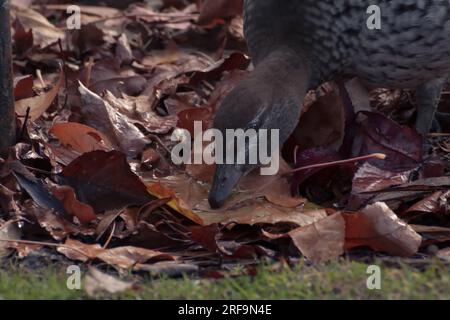 duck ha un po' sete Foto Stock