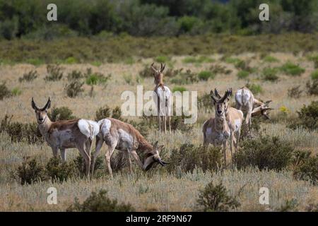 Pronghorn Antelope, nella contea di Park, Colorado Foto Stock