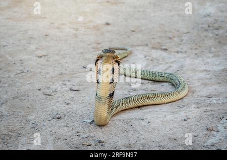 Serpente velenoso pericoloso. Il cobra sputante equatoriale dorato (Naja sumatrana) può spruzzare veleno all'occhio del nemico quando minacciato per autodifesa. Foto Stock