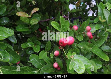 Caranda Carissa frutto su albero in azienda che sono comunemente usati come condimento in sottaceti e spezie Foto Stock