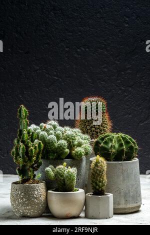 Gruppo di bellissimi cactus piantati in teglia di cemento e su sfondo nero Foto Stock