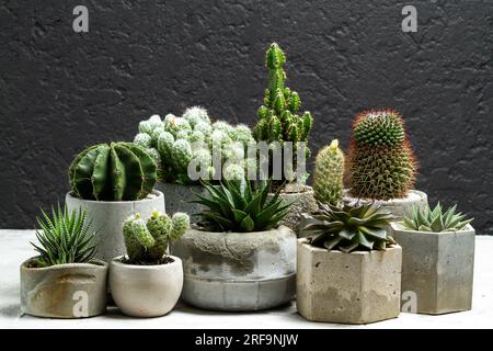 Gruppo di bellissimi cactus piantati in teglia di cemento e su sfondo nero Foto Stock