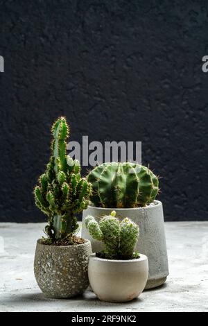 Gruppo di bellissimi cactus piantati in teglia di cemento e su sfondo nero Foto Stock