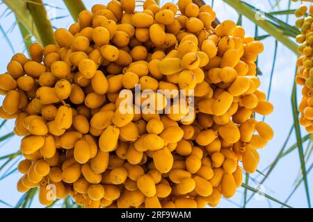 Un mucchio di datteri freschi su un albero Foto Stock