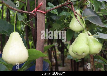 La mela di rosa acquosa sull'albero è coltivata per il suo legno e frutti commestibili Foto Stock