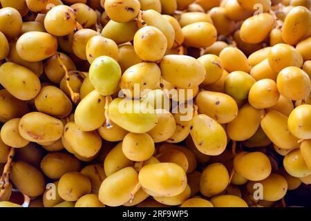 Datteri arabi gialli freschi nel frutteto Foto Stock