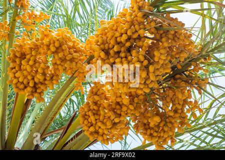 Mazzi di frutta gialli di dattero su un albero Foto Stock