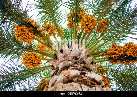 Datteri a grappoli di frutta appesi su un albero a Dubai Foto Stock