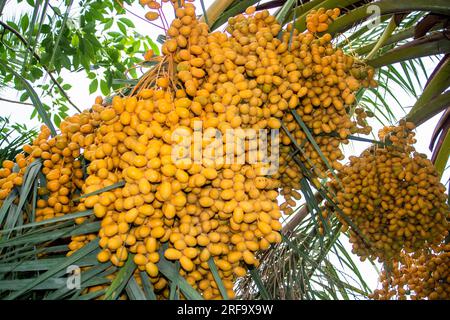 Datteri a mazzo di frutta su un albero nell'oasi del deserto arabo Foto Stock