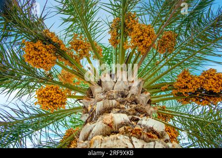 Mazzi di datteri gialli su un albero Foto Stock