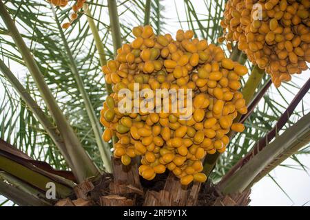 Primo piano dei grappoli di datteri gialli freschi su un albero Foto Stock