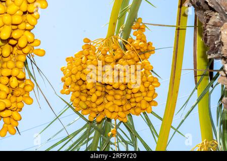 Grappoli di frutta gialla appesi su un albero Foto Stock