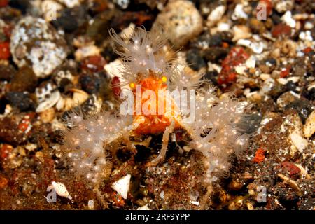 Granchio Hydroid decorator, Achaeus spinosus, Hyastenus sp o Hyastenus bispinosus.Tulamben, Bali, Indonesia. Mar di Bali, Oceano Indiano Foto Stock