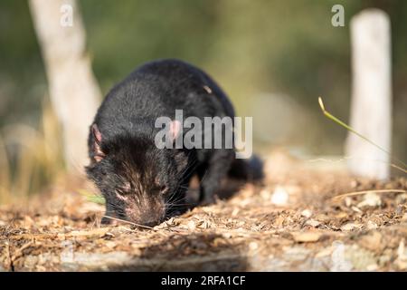 Splendido diavolo della tasmania nel Bush della Tasmania. Fauna selvatica australiana in un parco nazionale australiano in primavera Foto Stock