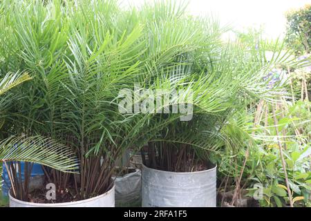 La pianta a foglia di Zamia integrifolia in azienda agricola per la raccolta sono colture da contante Foto Stock