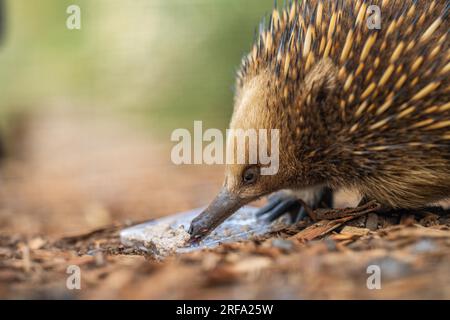 Bellissima piccola echidna nel parco faunistico australiano, alimentata con la sua lingua Foto Stock