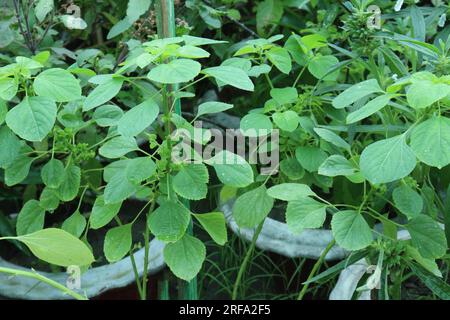 Acalypha indica pianta arborea su vaso in vivaio per la raccolta Foto Stock
