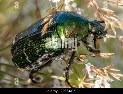 Primo piano con Cetonia aurata bug in ambiente naturale Foto Stock