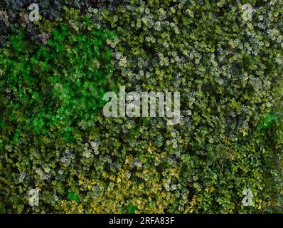 Si combinano vari tipi di consistenze di erba verde densamente impaccate. Foto Stock