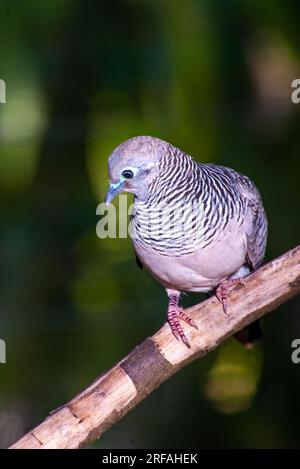 Dove pacifica, Geopelia placida, selvaggia, Malanda, Australia. Foto Stock