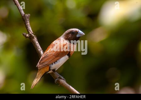 Manichino petto di castagne, munia petto di castagne, Bully Bird, Lonchura castaneothorax, selvatico, Malanda, Australia. Foto Stock