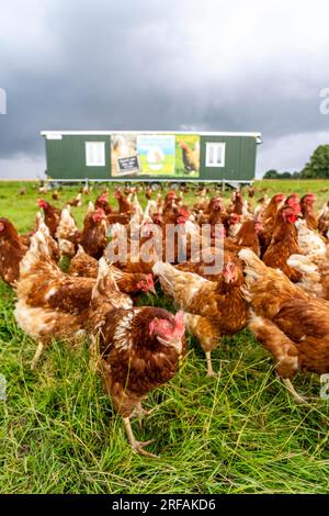 Polli in un prato, stabulazione mobile, polli allevati all’aperto, uova allevate all’aperto, a nord di Warstein-Allagen, NRW, Germania, Foto Stock