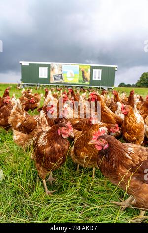 Polli in un prato, stabulazione mobile, polli allevati all’aperto, uova allevate all’aperto, a nord di Warstein-Allagen, NRW, Germania, Foto Stock