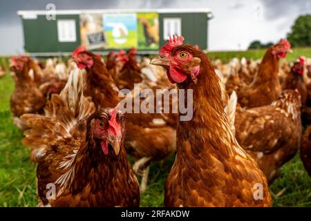 Polli in un prato, stabulazione mobile, polli allevati all’aperto, uova allevate all’aperto, a nord di Warstein-Allagen, NRW, Germania, Foto Stock