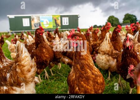 Polli in un prato, stabulazione mobile, polli allevati all’aperto, uova allevate all’aperto, a nord di Warstein-Allagen, NRW, Germania, Foto Stock