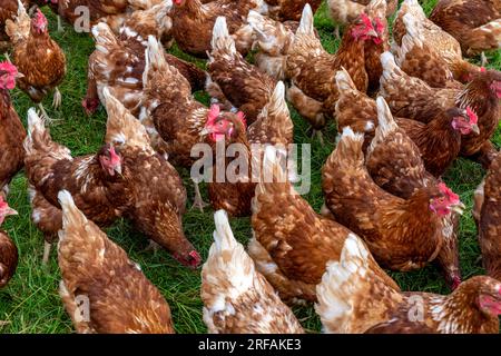 Polli in un prato, stabulazione mobile, polli allevati all’aperto, uova allevate all’aperto, a nord di Warstein-Allagen, NRW, Germania, Foto Stock