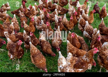 Polli in un prato, stabulazione mobile, polli allevati all’aperto, uova allevate all’aperto, a nord di Warstein-Allagen, NRW, Germania, Foto Stock