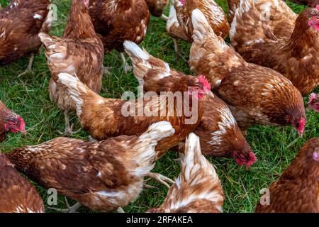 Polli in un prato, stabulazione mobile, polli allevati all’aperto, uova allevate all’aperto, a nord di Warstein-Allagen, NRW, Germania, Foto Stock