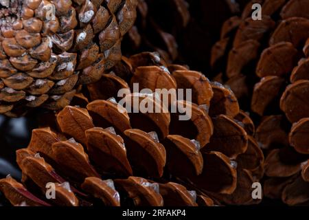 esempio biologico di spirali di fibonacci osservate in un cono di pino con foglie aperte Foto Stock