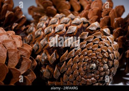 esempio biologico di spirali di fibonacci osservate in un cono di pino con foglie aperte Foto Stock