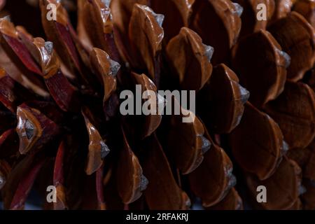 esempio biologico di spirali di fibonacci osservate in un cono di pino con foglie aperte Foto Stock