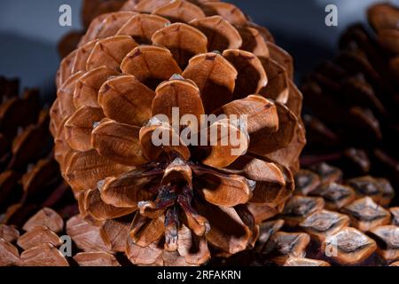 esempio biologico di spirali di fibonacci osservate in un cono di pino con foglie aperte Foto Stock