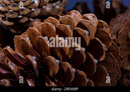 esempio biologico di spirali di fibonacci osservate in un cono di pino con foglie aperte Foto Stock