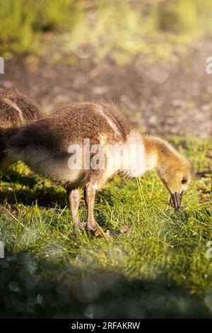 Piccoli giovani e soffici candelabri del canada sull'erba alla luce calda dell'alba in Germania, Europa Foto Stock