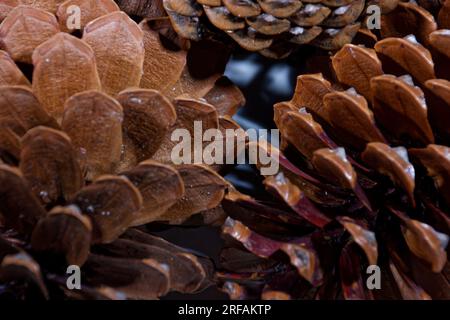 esempio biologico di spirali di fibonacci osservate in un cono di pino con foglie aperte Foto Stock