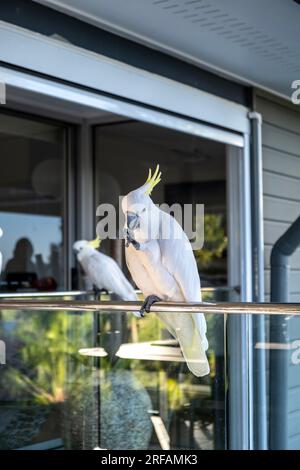 Crested Cockatoo di zolfo sul balcone di Hamilton Island Foto Stock